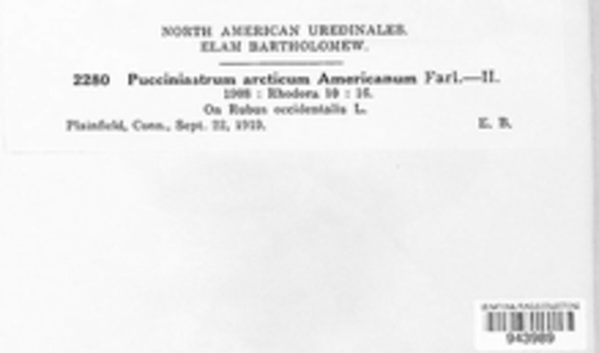 Aculeastrum americanum image